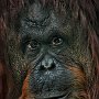 Florida, Tampa Zoo - Male Orangutan